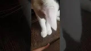 Cat want to attack hand moving 🐈 #cat #catlover #cats
