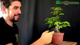Como hacer un bonsai de Acer Negundo y tener  Éxito  | TODOS LOS TIPS que necesitas saber