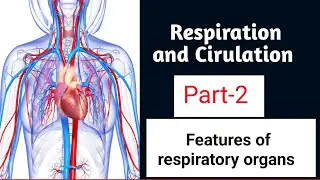 Class 12th| Biology | Chapter 8-Respiration and Circulation| Part 2:Features of respiratory organ