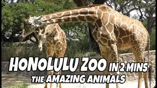 Honolulu Zoo The Amazing Animals You Can See at the Honolulu Zoo in 2 mins.  We Love This Zoo!