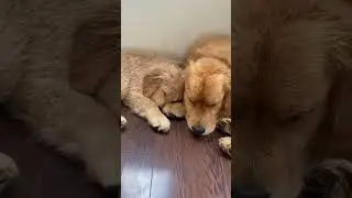 I got my Velcro dog a Velcro dog #goldenretrievers velcrodogs 🥺 IB @RhubarbtheDoggo