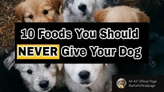 10 Foods You Should NEVER Give Your Dog (Vet-Recommended Warning)