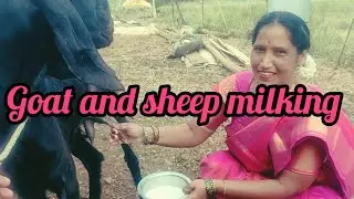 Goat and sheep milking by hands 🥰