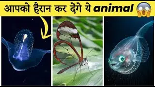 Top 10  Invisible Animals in the World | Transparent Animals