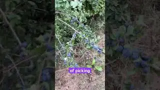 Out foraging for hazelnuts for our next wine and I find these. #sloes #hazelnuts #homebrew #foraging