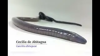 Cecilia de Abitagua / Abitagua Caecilian