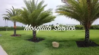 Mosquito service