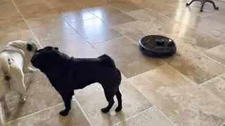 Bunty pug helping with the housework!