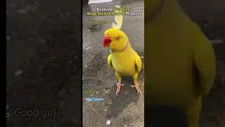 Funny parrots talking #funny #pets #viral #talkingparrot ￼