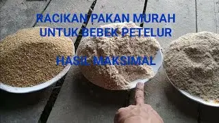 racikan pakan bebek petelur murah  produksi telur tetap stabil