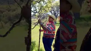 Indigenous Cultural Burning: Fire Management 101