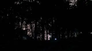 DARK FOREST VIDEO FOOTAGE - THE DARK FOREST AT NIGHT FREE HD VIDEO FOOTAGE - 34
