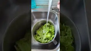 Fresh, young baby lettuce, wash in salted water to remove bugs.