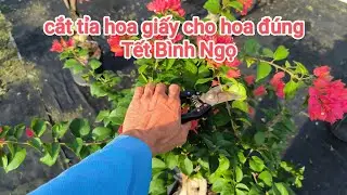 Hướng dẫn cắt tỉa hoa giấy siêu bông cho rộ hoa đúng Tết Bính Ngọ 2026