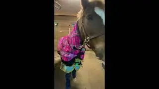Welsh Pony Friendly Video