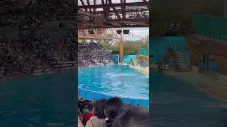 A fun day at SeaWorld Orlando #seaworld #travel #orlandolife #orlandoattractions #visitorlando