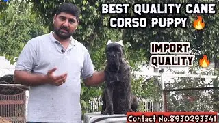 Best Quality Cane Corso Puppy 🔥 In India | Ruffhouse Kennel | #canecorso #canecorsopuppies #viral