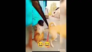 This Monkey Knows Exactly What to Do 😲🐒