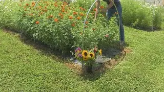 U-Pick flower field open at Wildroot Farm