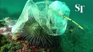 Biologists 'frightened' at microplastics in marine life