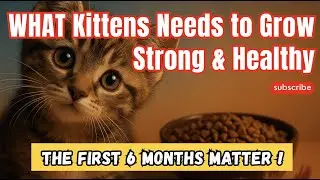 WHAT Every Kitten Needs to Grow Strong & Healthy &ndash; The First 6 Months Matter!