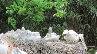Zes pelikaankuikens in beeld.