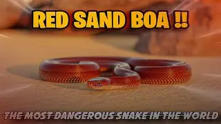 Rad Sand Boa ' Common Send Boa 🐍