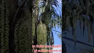 PAMAHIIN SA PAGPITAS NG KAONG/KAONG FRUIT/MArilyn's Journey