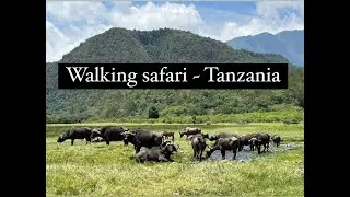 Episode 14   Walking Safari in Tanzania   Arusha National Park    Live Anywhere on Airbnb