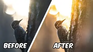 Asking Pros to Edit My Wildlife Images