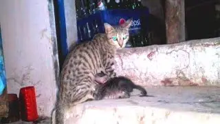 Kittnes calling for mom cute kittens cat sounds 