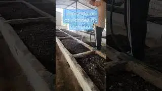 Irriga&ccedil;&atilde;o de canteiros com minhocas. #minhocas #aduboorganico #agro