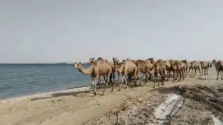 Crazy Camel Stampede