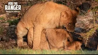 Lion Cubs Try To Find The Pride!! | Lalashe Mara Ripoi Safari