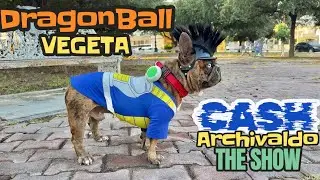 French Bulldog CASH ARCHIVALDO #472 DragonBall; Saiyayin VEGETA / DRAGONBALL; Prince VEGETA  🐉
