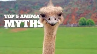 5 Animal Myths (this list might surprise you!)
