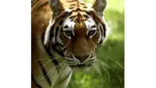 What a tiger thinks of social networking site tourmemories.com