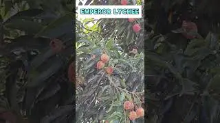 Emperor Lychee is loaded and it's a sick tree with Erinose Mite Disease!   #lychee #lycheefruit