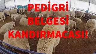 PEDİGRİ VE MERİNOLANDSCHAF (Orijinal Hayvan Nasıl Anlaşılır)
