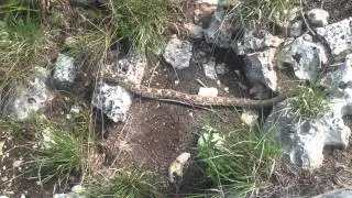 Black-tailed rattlesnake (crotalus molossus)