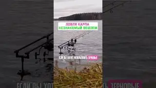Как поймать МНОГО КАРПА? Карпфишинг 2025