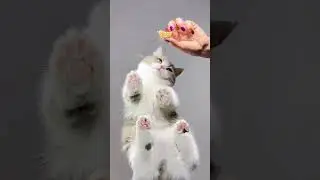 Did it irritate you#kitty#Cat eating broadcast#Cats are eating in an immersive way#Cat PAW