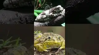 The Frog That Cheats Death! #nature #frogs #naturedocumentary