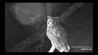 Decorah North Eagles - GHO pair visits the nest. Watch the mouse below nest! / explore.org  12/12/25