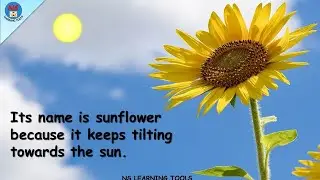 Essay on Sunflower | 10 Lines on Sunflower in English | Sunflower | My Favourite Flower - Sunflower