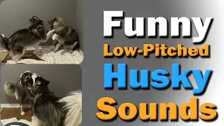 Funny Husky Sounds as Timber and Titan Play... Until They Hear the Homemade Bread Container Open