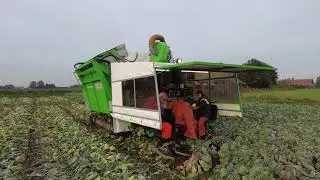 New delivery of Tumoba 3 rowed brussel sprout harvester by Duijndam Machines