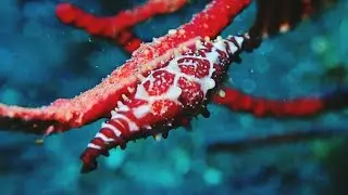[ベニキヌヅツミガイ] 珍しい! 這ってる光景!! Phenacovolva Rosea are crawling in amed bali