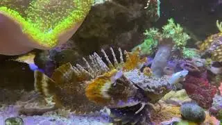Inimicus didactylus slow motion feeding