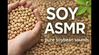 Pure Soybean Sounds ASMR | No Music | Grain Relaxation